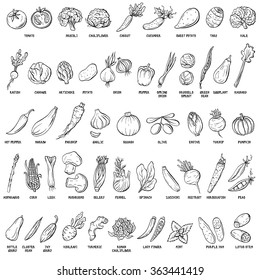 Hand drawn vector set of vegetables and herbs vintage illustrations. Vegeterian plants collection. Ink drawn design elements.