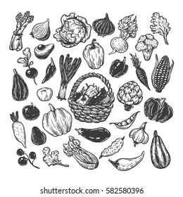 Hand drawn vector set of vegetables. Big vegetable collection. Fresh, natural and vegetarian food. Sketch style, freehand.