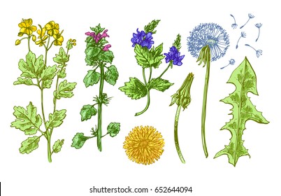Hand drawn vector set with 
wildflowers. Decorative floral illustration. Sketch style. Us for skrapbuking, tissue, textile, cloth, fabric, web material