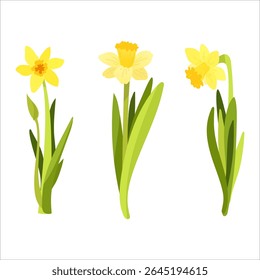 Hand drawn vector set of Yellow and white daffodils flowers Isolated on white background, green leaves and stems, realistic style for cute spring bouquet of narcissus, congratulatory holiday designs