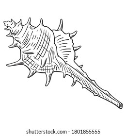 Hand drawn vector of shell isolated on white background for coloring page. Black and white  stock illustration of mollusk for coloring book.