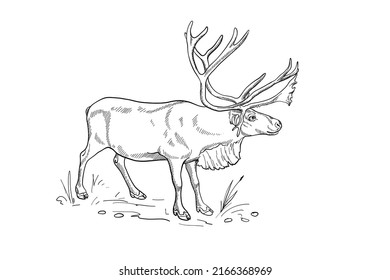 Hand drawn vector silhouette of deer for the design of banners posters