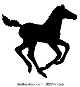 Hand drawn vector silhouette of  foal isolated on white background. Black and white  stock illustration of baby horse.