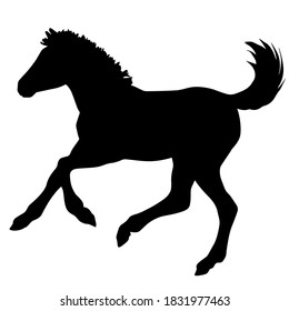 Hand drawn vector silhouette of  foal isolated on white background. Black and white  stock illustration of baby horse.