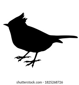 Hand drawn vector silhouette of standing crested tit isolated on white background. Black and white  stock illustration of wild bird.