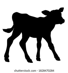 Hand drawn vector silhouette of standing calf isolated on white background. Black and white  stock illustration of baby cow.