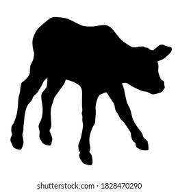 Hand drawn vector silhouette of standing calf isolated on white background. Black and white  stock illustration of baby cow.