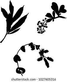 Hand drawn vector silhouettes of peony leaf, blooming mint branch and blooming barberry branch.