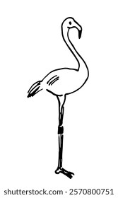 Hand drawn vector simple black outline sketch. Tropical bird, flamingo. Wild animals, zoo, ornithology. Ink sketch.