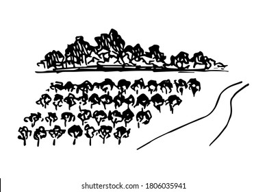 Hand drawn vector simple sketch. Rural landscape, vineyard, rows of grape bushes, country road, trees on the horizon. Growing farm products. Engraving style, label printing, wine list.