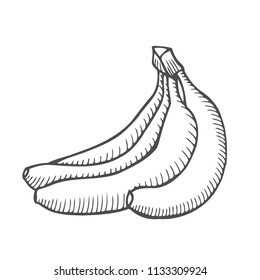 Hand drawn Vector Single Sketch Banana illustration. Isolated on white background
