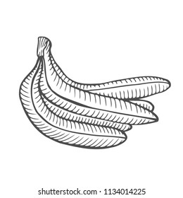 Hand drawn Vector Single Sketch Banana illustration. Isolated on white background