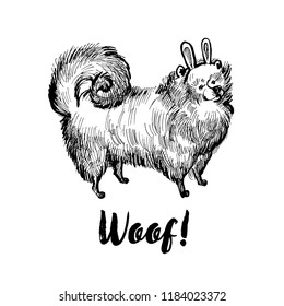 Hand drawn vector skech of pomeranian spitz dog