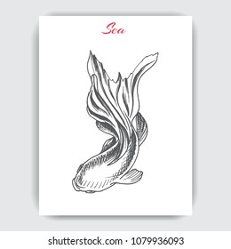 Hand drawn vector sketch Betta splendens, Fantail Goldfish. Tattoo aquarium fish.