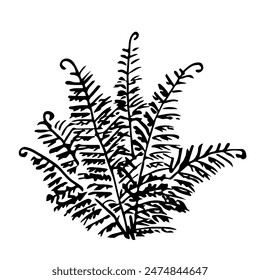 Hand drawn vector sketch with black outline. Fern bush, lush leaves, grass. Forest plants, nature and landscape.