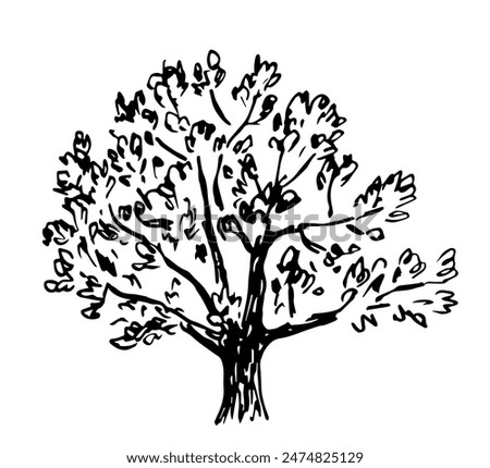 Hand drawn vector sketch with black outline. Large deciduous tree, lush foliage, oak. Forest, nature and landscape.