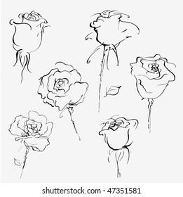 Hand drawn vector sketch of bud of roses on white