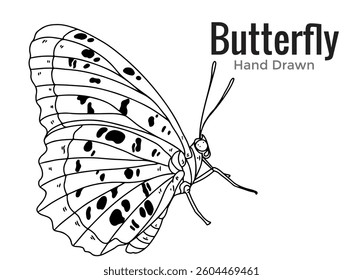 Hand drawn vector sketch of Butterfly, insect, simple, flat design, animals