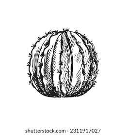 Esbozo vector dibujado a mano de un cactus. Elemento aislado para el diseño. Ilustración vintage. Elemento para el diseño de etiquetas, embalajes y postales. Dibujo monocromo. 