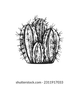 Hand drawn vector sketch of a cactus. Isolated element for design. Vintage illustration. Element for the design of labels, packaging and postcards. Monochrome drawing. 