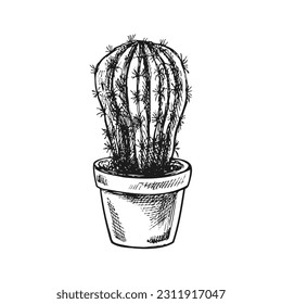Esbozo vector dibujado a mano de un cactus en una olla. Elemento aislado para el diseño. Ilustración vintage. Elemento para el diseño de etiquetas, embalajes y postales. Dibujo monocromo. 