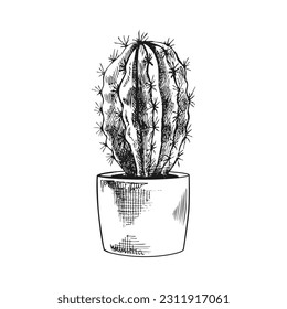 Esbozo vector dibujado a mano de un cactus en una olla. Elemento aislado para el diseño. Ilustración vintage. Elemento para el diseño de etiquetas, embalajes y postales. Dibujo monocromo. 
