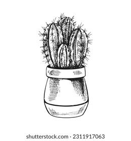 Hand drawn vector sketch of a cactus  in a pot. Isolated element for design. Vintage illustration. Element for the design of labels, packaging and postcards. Monochrome drawing. 