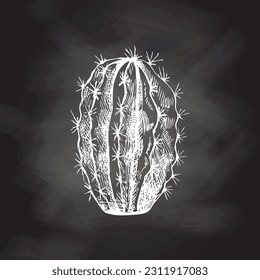 Hand drawn vector sketch of a cactus. White element isolated on chalkboard background. Vintage illustration. Element for the design of labels, packaging and postcards. 