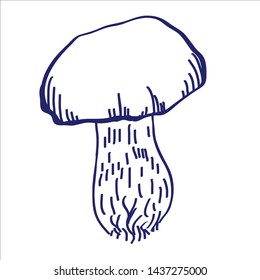 Hand drawn mushroomю Vector sketch. Cep.