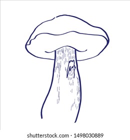 Hand drawn Vector sketch. Cep. Illustration with cep isolated on white background.