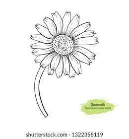 Hand drawn vector sketch Chamomile. Coloring page for adult coloring book. Chamomile illustration.