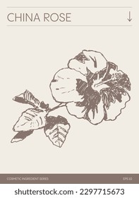 Esbozo vector dibujado a mano de China Rose, ilustración botánica