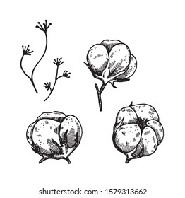 Hand drawn vector sketch. Cotton flowers, black and white on white isolated background.