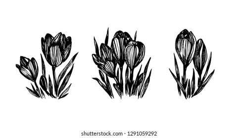 Hand drawn vector sketch of crocus flowers. Botanical illustration