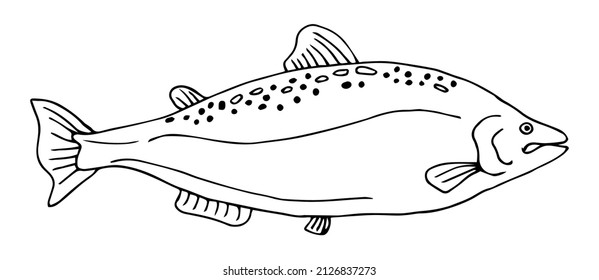 A hand drawn vector sketch doodle illustration of a Salmon fish.