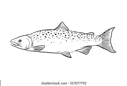 A hand drawn vector sketch doodle illustration of a Salmon fish.