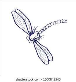 Hand drawn Vector sketch. dragonfly. Illustration with dragonfly isolated on white background.