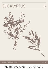 Hand drawn vector sketch of Eucalyptus, botanical illustration