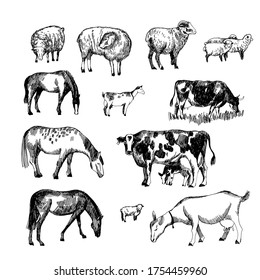 Hand drawn vector sketch of farm animals: cow with calf, bull, goat, horse, horse, sheep, ram, lamb