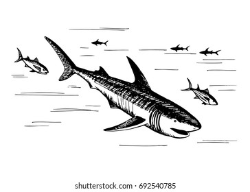  Hand drawn vector sketch floating shark. Marine fish predators. Fauna of the world ocean.