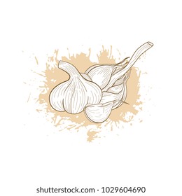 Hand drawn vector sketch garlic on grunge ink backround. Vegeterian organic food banner, flyer, poster