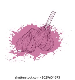 Hand drawn vector sketch garlic on grunge ink backround. Vegeterian organic food banner, flyer, poster