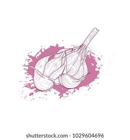 Hand drawn vector sketch garlic on grunge ink backround. Vegeterian organic food banner, flyer, poster