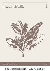 Hand drawn vector sketch of Holy Basil, botanical illustration