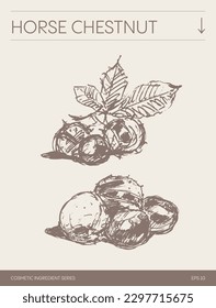 Hand drawn vector sketch of Horse Chestnut, botanical illustration