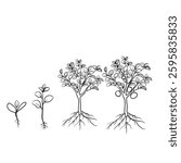 Hand drawn vector sketch illustration Line art, Growth stage of Oranges plant, Growth stages from seed to flowering and fruiting plant isolated on white background