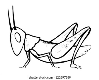 Hand drawn, vector, sketch illustration of grasshopper