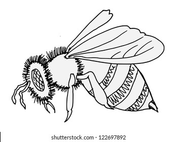 Hand drawn, vector, sketch illustration of bee