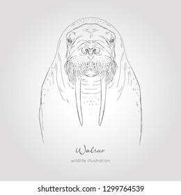 hand drawn vector sketch illustration of walrus symmetrical portrait nordic animal