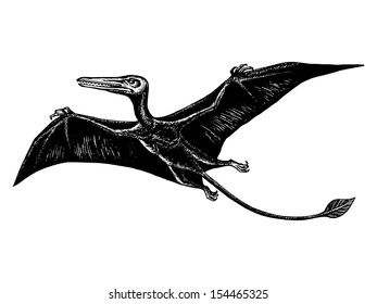 hand drawn, vector, sketch illustration of pterodactyl - ramforinh